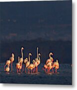 Flamingos Metal Print