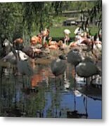 Flamingos On The Pond Metal Print