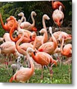 Flamingos Outdoors Metal Print