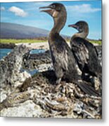 Flightless Cormorants, Galapagos Metal Print