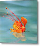 Floating Bird Of Paradise 2 Metal Print