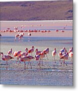 Flock Of Flamingos At Salt Flats In Metal Print