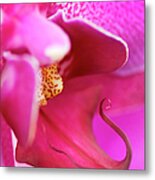 Flower - Close-up Of A Pink Orchid Metal Print