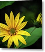 Flower Without Sun Metal Print