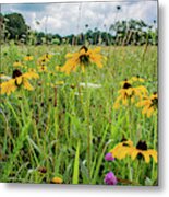 Flowers Of The Field, Cades Cove Metal Print