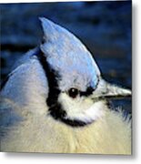 Fluffy Blue Jay Close Up With Icy Beak Metal Print
