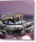 Fly On A Tap 0122 Metal Print