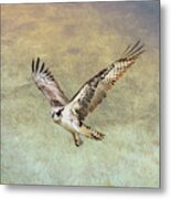 Flying Osprey Metal Print