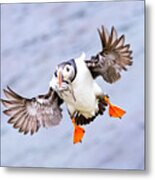 Flying Puffin With Sand-eels (???????? Metal Print
