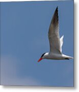 Flying Tern Metal Print