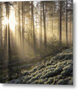 Fog In The Forest With White Moss In The Forground Metal Print