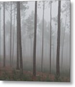 Fog In The Pines Metal Print