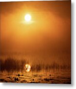 Foggy Sunrise Ocala National Forest Florida Metal Print
