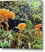 Forest Fungi Metal Print