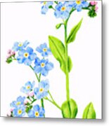 Forget-me-nots On White Metal Print