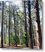 Formby. Woodland By The Coast Metal Print