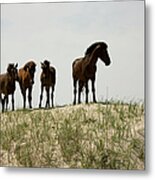 Four Wild Banker Ponies Standing On A Metal Print