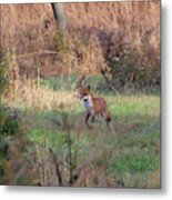 Fox In The Wild Metal Print