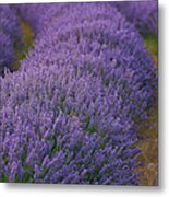 France Provence Lavender Field Metal Print