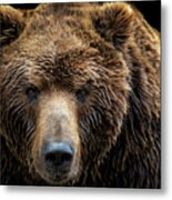 Front View Of Brown Bear Isolated Metal Print