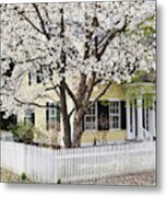 Front Yard Magnolia Blossoms Metal Print