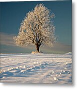 Frosty Oak Tree Metal Print