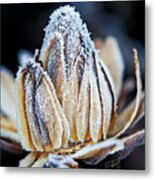 Frozen Flower Bud Macro Shot Metal Print