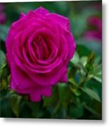 Fuchsia Rose Metal Print