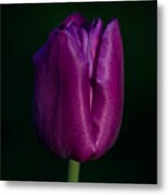 Fuchsia Tulip Metal Print