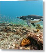Galapagos Penguin Fishing Metal Print