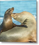 Galapagos Sea Lion Females Bonding Metal Print
