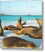 Galapagos Sea Lions On Beach Metal Print