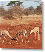 Gazelles In Conflict Using Their Metal Print