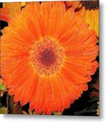Gerbera Daisy With An Abstract Melting Effect Metal Print