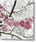 Germany, Munich, Snow Covered Cherry Metal Print