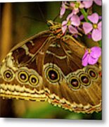 Giant Owl Butterfly Metal Print
