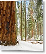 Giant Sequoia Tree In Snow, Sequoia N.p Metal Print