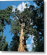 Giant Sequoia Tree, Yosemite National Metal Print