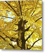 Gingko Tree In Autumn, Tokyo Metal Print
