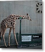 Giraffe Entering Subway Metal Print