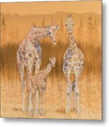 Giraffe Family Portrait Metal Print