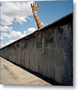 Giraffe Watching Over Cement Wall Metal Print