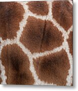 Giraffes Skin Texture Metal Print