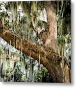 Glory Of Oak Metal Print