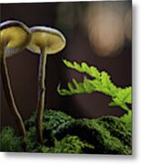 Glowing Mushroom - Autumn Lanterns Metal Print