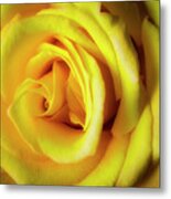 Glowing Yellow Rose Metal Print