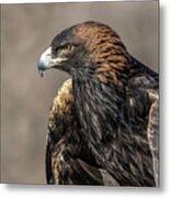 Golden Eagle Profile Metal Print