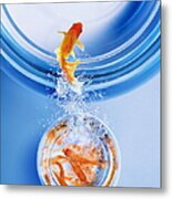 Goldfish Leaping From Overcrowded Bowl Metal Print