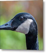 Goose Portrait Metal Print