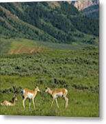 Gossiping Antelope Metal Print